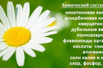 otvar romashki chto lechit