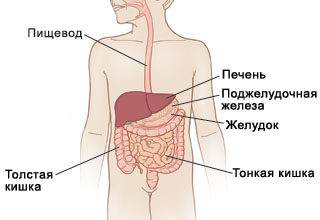 rasstrojstvo zheludka i temperatura u rebenka